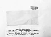 Apiospora sphaerosperma image